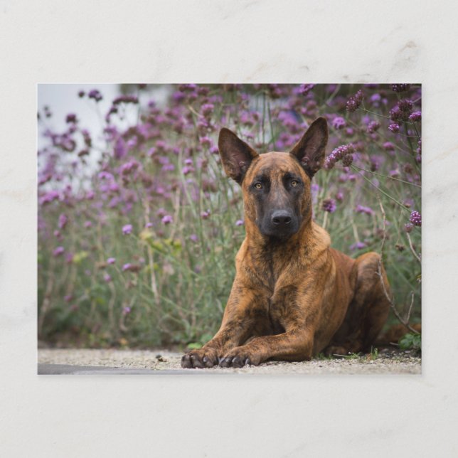 Carte Postale Berger néerlandais - Fleurs (Devant)