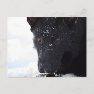 Carte Postale Berger noir allemand
