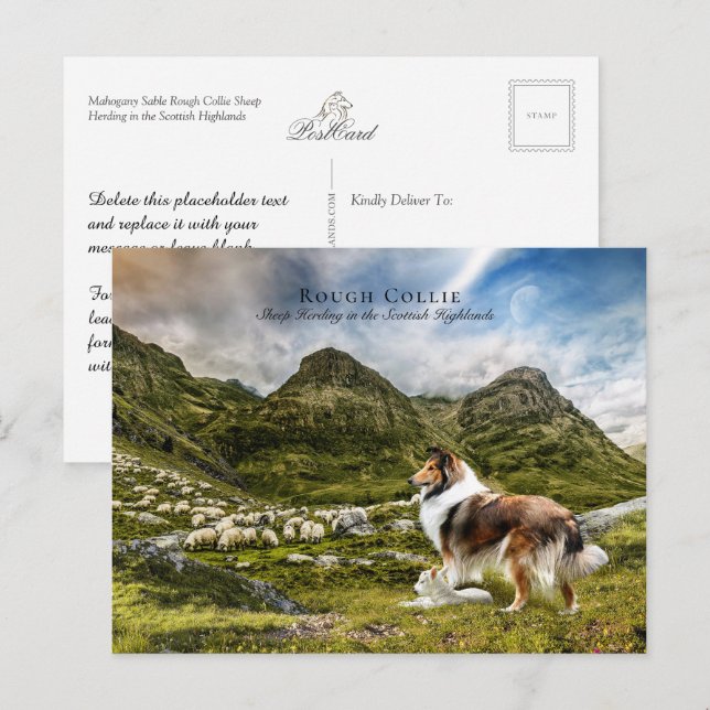 Carte Postale Berger Sable Rough Collie - Collectif (Devant / Derrière)