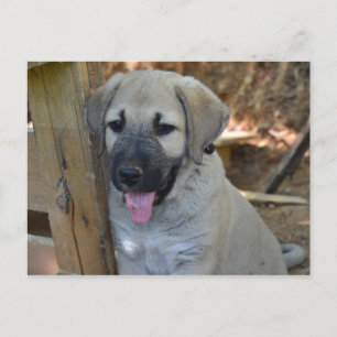 Carte Postale Berger turc Kangal Puppy