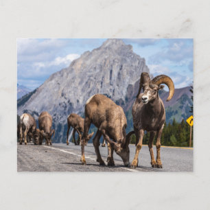 Carte Postale Bergers des Rocheuses