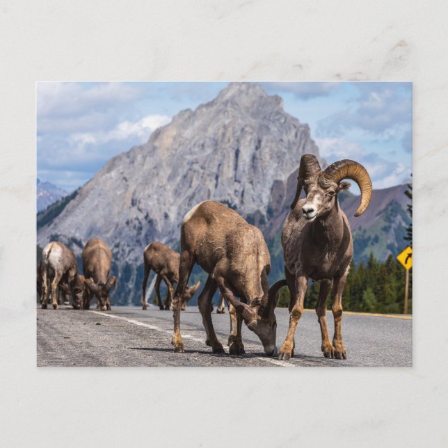 Carte Postale Bergers des Rocheuses (Devant)