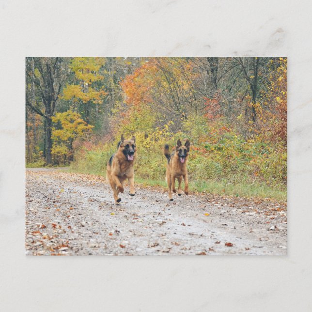 Carte Postale Bergers jumeaux allemands en feuilles d'automne (Devant)