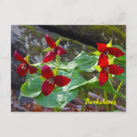 Berkshires Massachusetts Fleur sauvage Red Trilliu