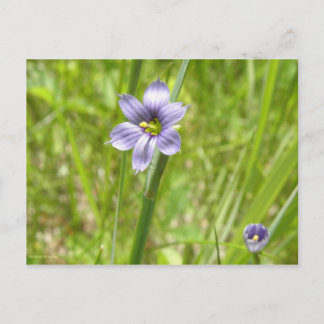 Carte Postale Bermudienne à feuilles étroites