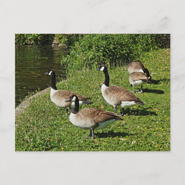 Carte Postale Bernaches du Canada À Côté Du Lac Roath Park, Card (Devant)