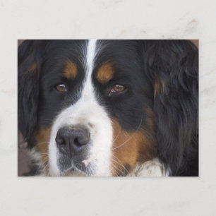 Carte postale Berner Sennenhund