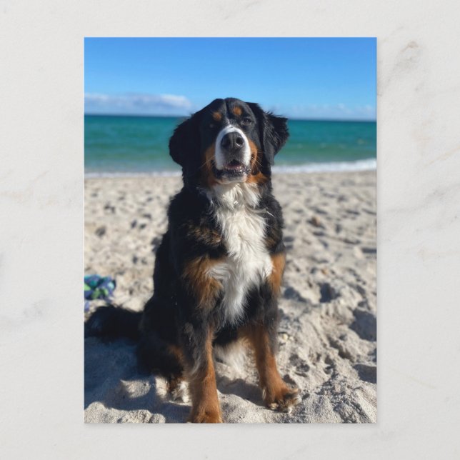 Carte Postale Bernese Mountain Dog  (Devant)