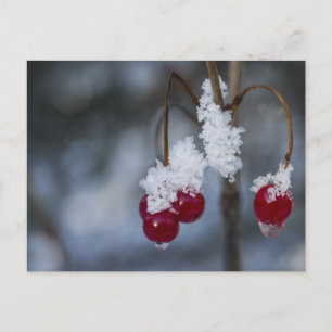 Carte Postale Berries congelées