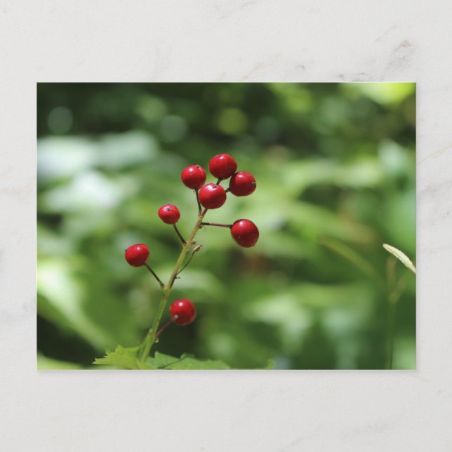 Carte Postale Berries dans la montagne (Devant)
