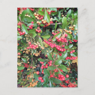 Carte Postale Berries dans le parc