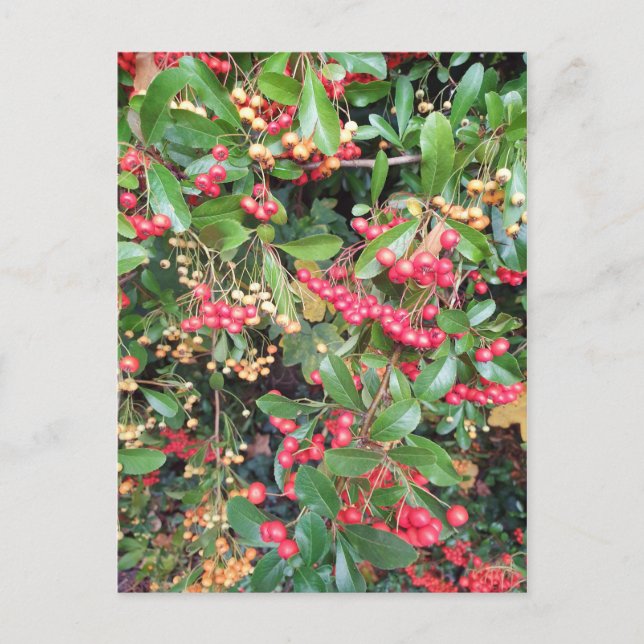 Carte Postale Berries dans le parc (Devant)