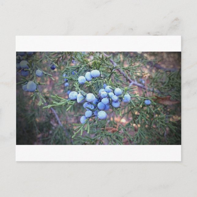 Carte Postale Berries de cèdre (Devant)