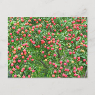 Carte Postale Berries de Kousa Dogwood