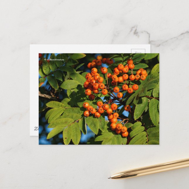 Carte Postale Berries de Rowan aux cendres d'Orange (Devant/Arrière en situation)
