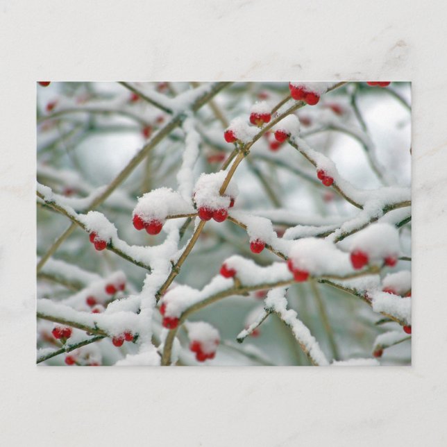 Carte Postale Berry des neiges (Devant)