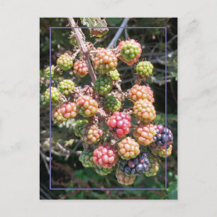 Carte Postale Berry noir sauvage Oregon Photo rose violet vert