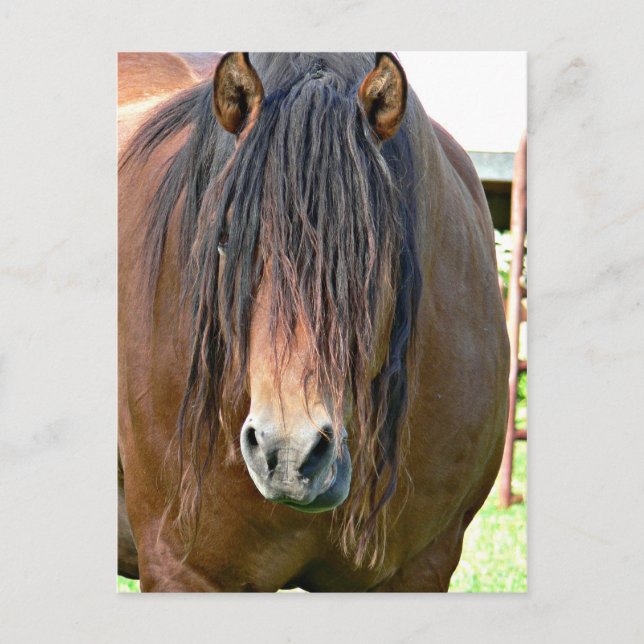 Carte Postale Besoin d'une coupe de cheveux (Devant)