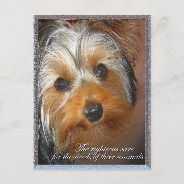 Carte Postale Besoins de votre animal Yorkie (Devant)