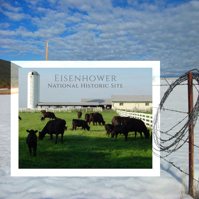 Carte Postale Bétail Angus, Ferme Eisenhower, Gettysburg (Créateur téléchargé)