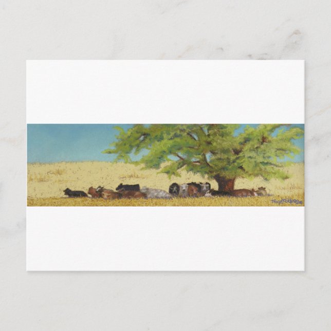 Carte Postale bétail, vache (Devant)