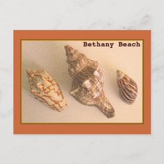Carte postale Bethany Shells