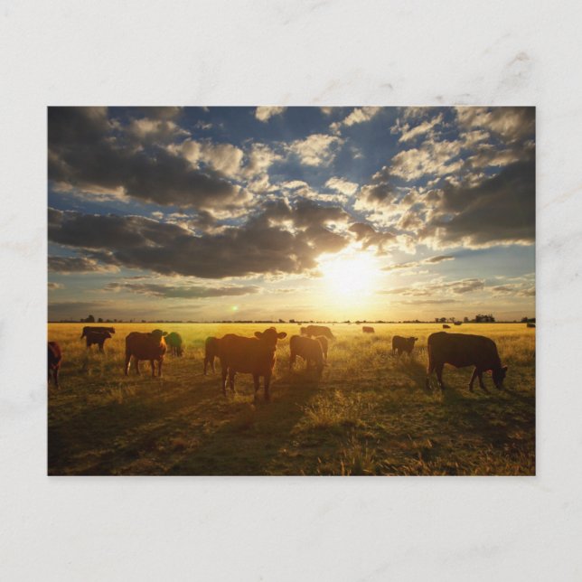 Carte Postale Béton En Champ, Coucher De Soleil (Devant)