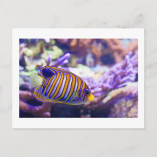 Carte Postale Beurre de mer sous-marin Poisson jaune