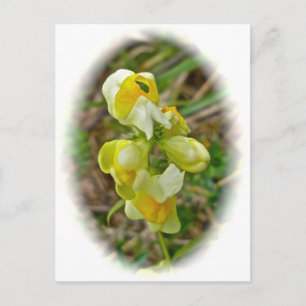 Carte Postale Beurre 'n Fleur sauvage oeufs