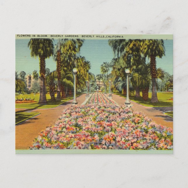 Carte Postale Beverly Gardens, Beverly Hills, Californie (Devant)