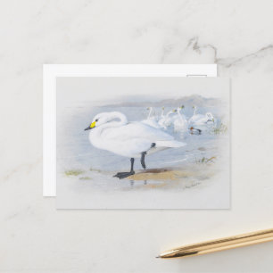 Carte Postale Bewick's Swan, Illustration Oiseaux