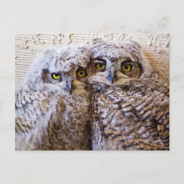 Carte Postale BFF - Les meilleurs amis pour toujours (Devant)