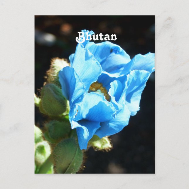 Carte Postale Bhoutan Poppy (Devant)