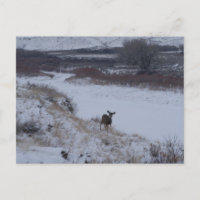 Biche de cerf mulet D16 dans la vallée de la riviè