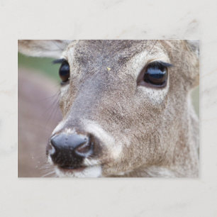 Carte Postale Biche de Virginie buvant de l'eau