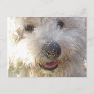 Carte postale Bichon Frise