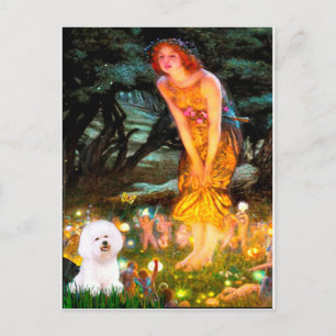 Carte Postale Bichon Frise 1 - veille de la Saint-Jean