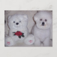 Bichon frise avec un ours en peluche blanc.