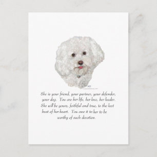 Carte Postale Bichon frisé femelle souvenir