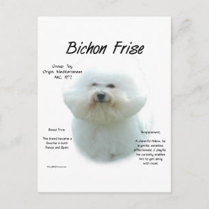 Carte Postale Bichon Frise Histoire; Tout sur Bichon Frise