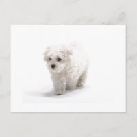 Carte postale Bichon Frise Photo