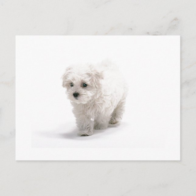 Carte postale Bichon Frise Photo (Devant)