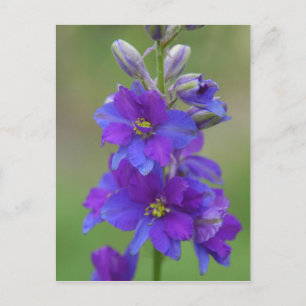 Carte Postale Bicolor Larkspur