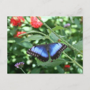 Carte Postale Big Blue Butterfly 2