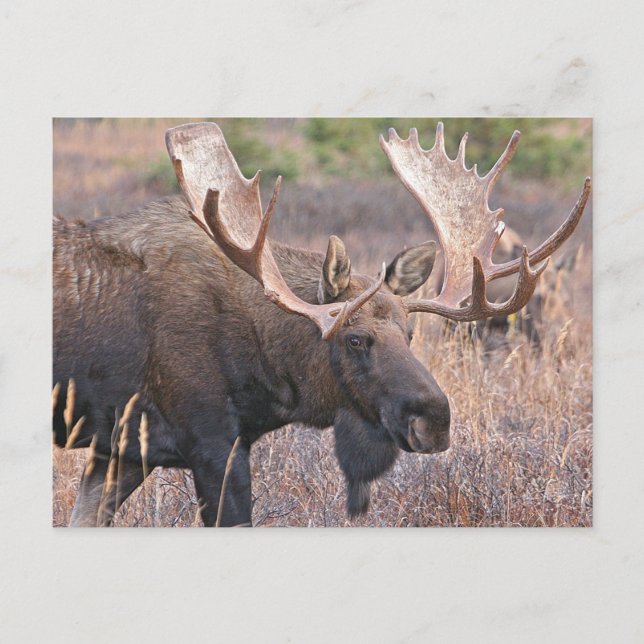 Carte Postale Big Bull Moose (Devant)