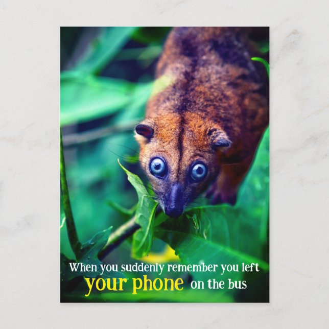 Carte Postale Big Eyed Possum (Devant)