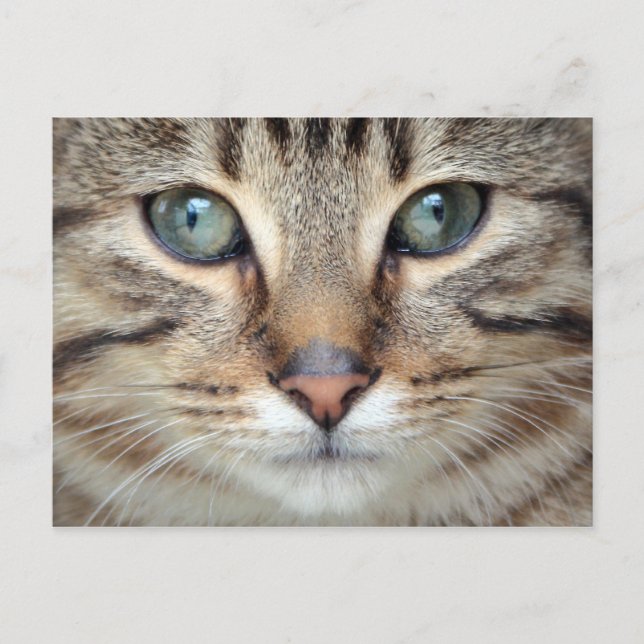 Carte postale Big Eyes Tabby Chat Kitten (Devant)