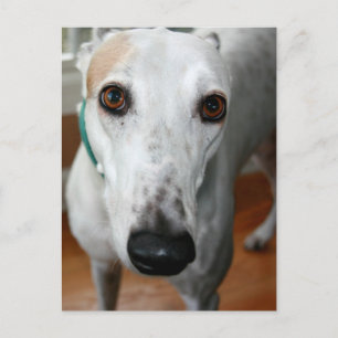 Carte Postale Big Face Greyhound