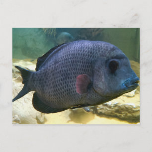 Carte postale Big Fish
