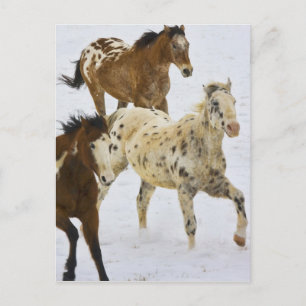 Carte Postale Big Horn Mountains, Chevaux courant dans la neige